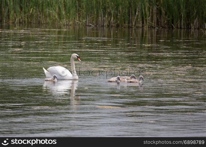 Family of mute swans, (Cygnus olor) mother and cygnets