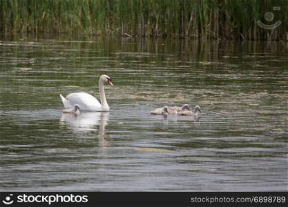 Family of mute swans, (Cygnus olor) mother and cygnets