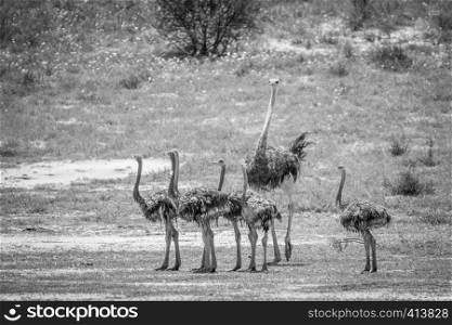 Family of Ostriches in the grass in black and white in the Kalagadi Transfrontier Park, South Africa.