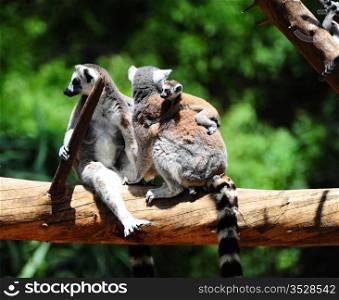 Family Of Ring Tailed Lemur, Lemur Catta, With Baby