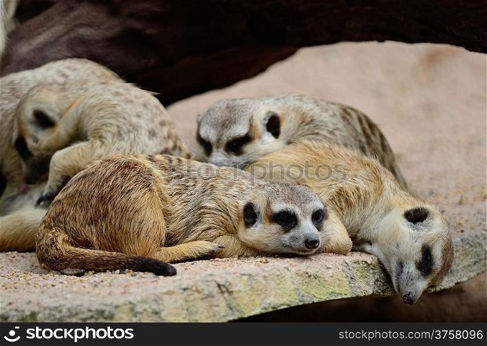 Family of Suricate or Meerkat (Suricata suricatta), in resting period