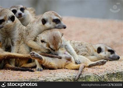 Family of Suricates or Meerkats (Suricata suricatta) in relaxation period
