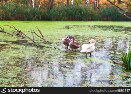 family of swans on the pond, swans in the wild. swans in the wild, family of swans on the pond