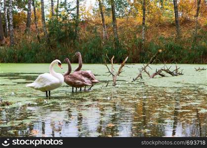 family of swans on the pond, swans in the wild. swans in the wild, family of swans on the pond