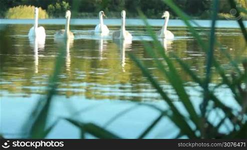 family of swans swimming towards the shore
