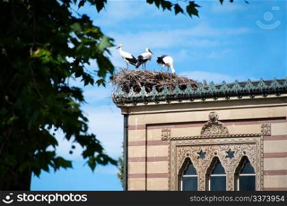 Family of three storks in the nest on arabic building