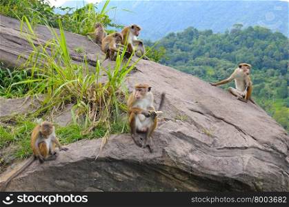 family of wild monkeys on the ledge