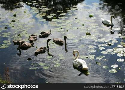 family of young swans swimming on a danish lake