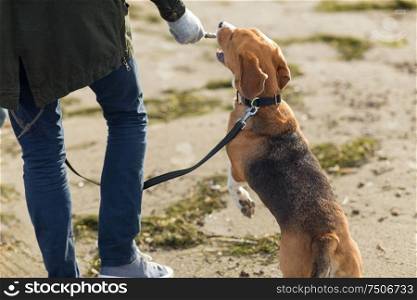 family, pet, animal and people concept - close up of man playing with beagle dog on beach. close up of man playing with beagle dog on beach