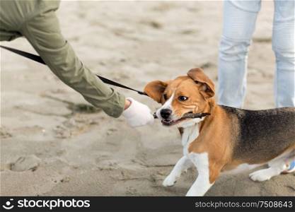 family, pet, animal and people concept - close up of owner playing with beagle dog on beach. close up of owner playing with beagle dog on beach