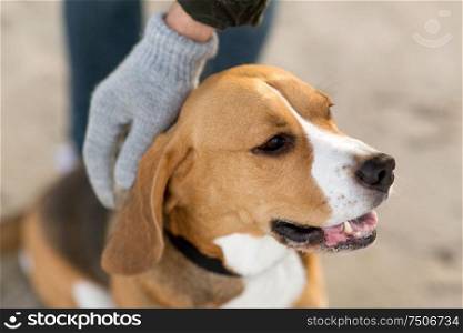 family, pet, animal and people concept - close up of owner&rsquo;s hand hand stroking beagle dog. close up of owner&rsquo;s hand hand stroking beagle dog