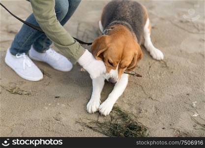 family, pet, animal and people concept - close up of woman playing with beagle dog on beach. close up of woman playing with beagle dog on beach