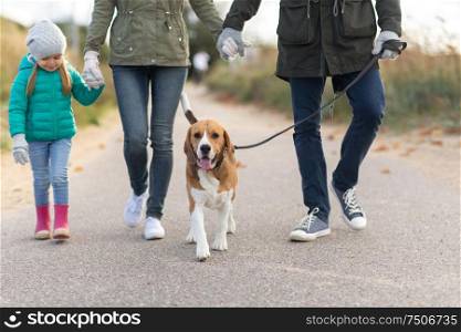 family, pets and people concept - mother, father and little daughter walking with beagle dog on leash in autumn. family walking with dog in autumn