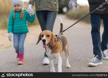 family, pets and people concept - mother, father and little daughter walking with beagle dog on leash in autumn. family walking with dog in autumn