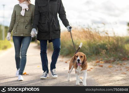 family, pets and people concept - mother, father and little daughter walking with beagle dog on leash in autumn. family walking with dog in autumn