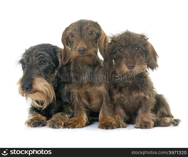 family Wire haired dachshund in front of white background