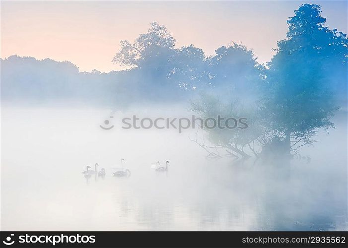 Familyof swans swim across misty foggy Autumn Fall lake