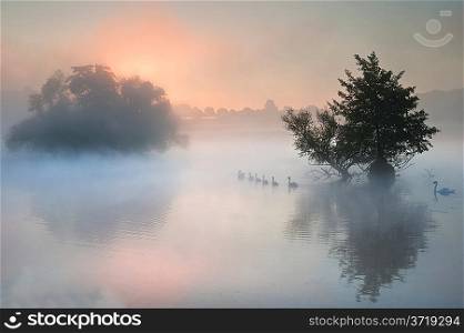 Familyof swans swim across misty foggy Autumn Fall lake