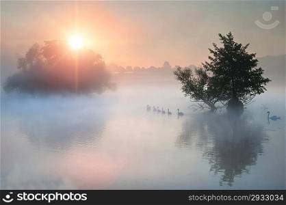 Familyof swans swim across misty foggy Autumn Fall lake at sunrise