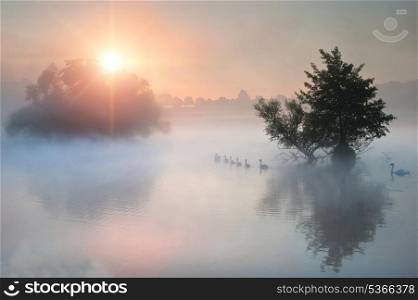 Familyof swans swim across misty foggy Autumn Fall lake at sunrise
