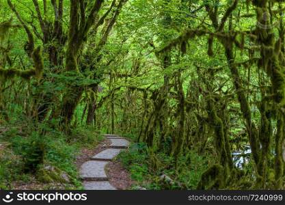 Famous Boxwood, Buxus colchica, subtropical forest covered moss. With a stone path through it. Black sea cost. Relict tree forest. Famous Boxwood, Buxus colchica, subtropical forest covered moss. With a stone path through it. Black sea cost. Relict tree forest.