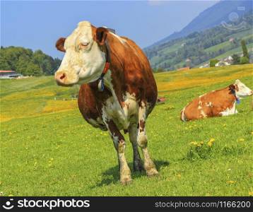Famous brown and white fribourg cow resting in the meadow by springtime, Switzerland. Fribourg cow resting, Switzerland