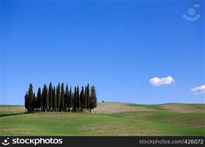 famous cypress island at the Siena region