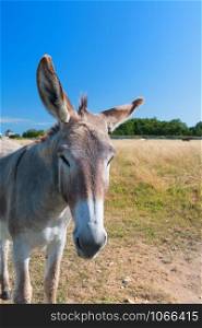 Famous donkey with long shaggy hair in French island Ile de Re