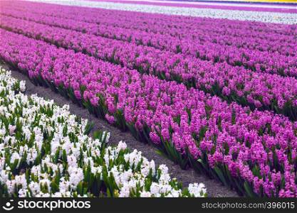famous Dutch flower fields during flowering - rows of colorful hyacinths