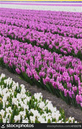 famous Dutch flower fields during flowering - rows of colorful hyacinths. Netherlands