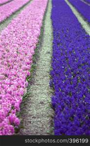 famous Dutch flower fields during flowering - rows of purple and pink hyacinths