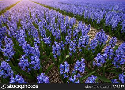 famous Dutch flower fields during flowering - rows of purple hyacinths