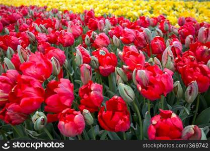 famous Dutch flower fields during flowering - rows of red and  yellow tulips. trip to the netherlands in spring 