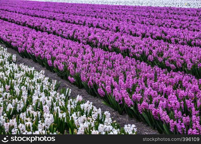 famous Dutch flower fields during flowering - rows of white and pink hyacinths