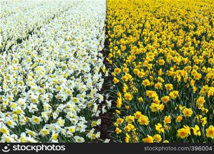 famous Dutch flower fields during flowering - rows of white and yellow daffodils