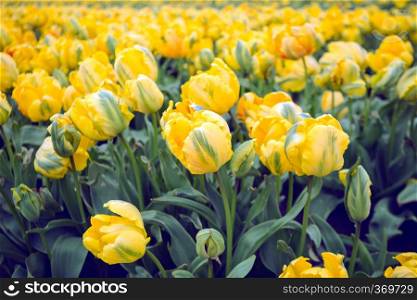 famous Dutch flower fields during flowering - rows of yellow tulips. trip to the netherlands in spring 