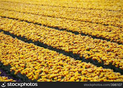 famous Dutch flower fields during flowering - rows of yellow tulips