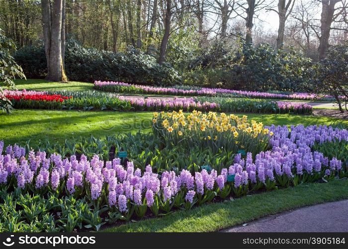 Famous flowers park Keukenhof in Netherlands also known as the Garden of Europe, is the world&rsquo;s largest flower garden.