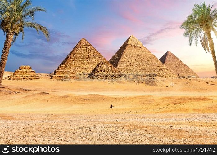 Famous Great Pyramids of Egypt behind the palms, Giza, Cairo district.