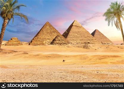 Famous Great Pyramids of Egypt behind the palms, Giza, Cairo district.