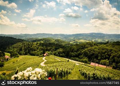 Famous Heart shaped wine road in Slovenia in summer, Heart form - Herzerl Strasse, vineyards in summer, Spicnik. Herzerl Strasse, vineyards in summer, Spicnik
