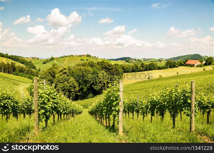 Famous Heart shaped wine road in Slovenia in summer, Herzerl Strasse, vineyards in summer, Spicnik tourist spot. Herzerl Strasse, vineyards in summer, Spicnik