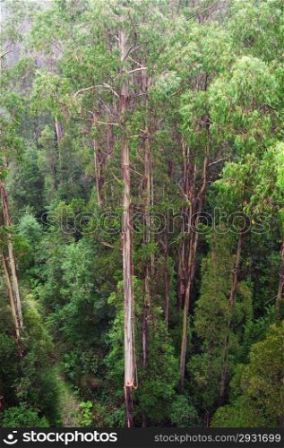 famous Rainforest in the rain from the Tree Top Walk of Otway Fly up to 30 meters above ground level,Great Ocean Road, Australia