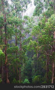 famous Rainforest in the rain from the Tree Top Walk of Otway Fly up to 30 meters above ground level,Great Ocean Road, Australia