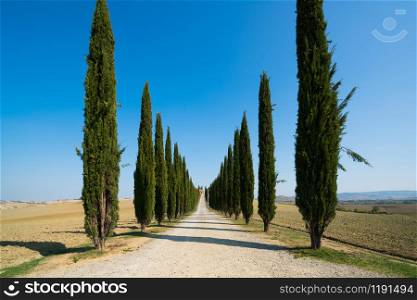 Famous Tuscany landscape of cypress trees row along side road in countryside of Italy. Cypress trees define the signature of Tuscany known by many tourists visiting Italy.