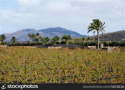 Famous vineyards of La Geria on volcanic soil, Lanzarote Island, Spain