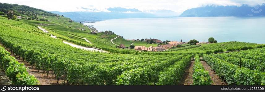 Famouse vineyards in Lavaux region against Geneva lake. Switzerland