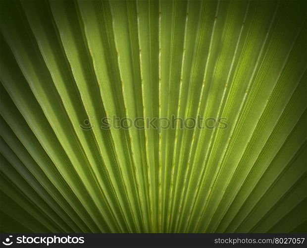 Fan Palm foliage texture with shades on it