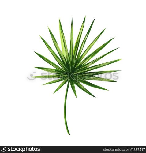 Fan palm leaf hand drawn realistic clip art isolated on white background. raster illustration Hamedorea leaf painted in gouache