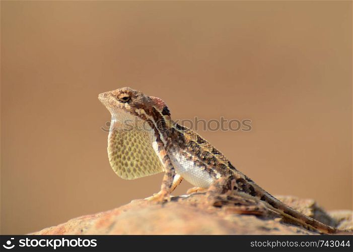 Fan throated lizard, Sitana sp, Satara, Maharashtra, India.. Fan throated lizard, Sitana sp, Satara, Maharashtra, India